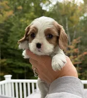 Max AKC, a male Cavalier King Charles Spaniel for sale in Belmont, NH – 1 of 6