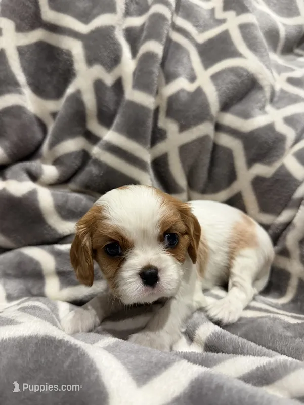 Quinn AKC – Cavalier King Charles Spaniel puppy for sale in Belmont, NH