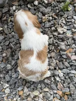 Jada AKC, a female Cavalier King Charles Spaniel for sale in Belmont, NH – 2 of 4