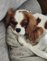 Chloe AKC, a female Cavalier King Charles Spaniel for sale in Belmont, NH – 3 of 4