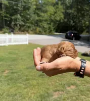 Bella, a female Cavalier King Charles Spaniel for sale in Belmont, NH – 3 of 6