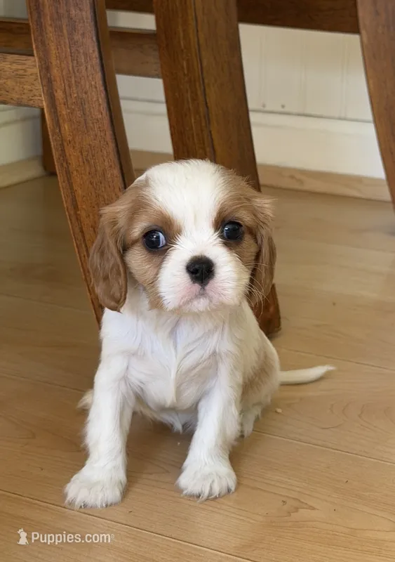 Quinn AKC – Cavalier King Charles Spaniel puppy for sale in Belmont, NH