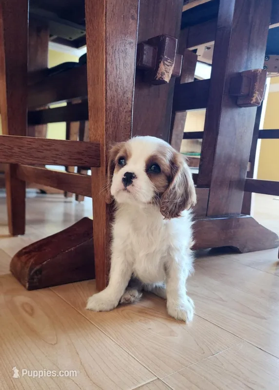 Quinn – Cavalier King Charles Spaniel puppy for sale in Belmont, NH