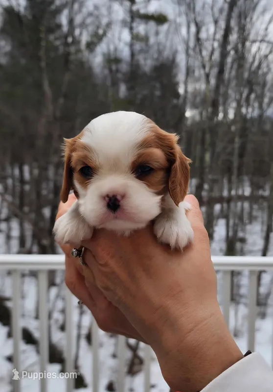Quinn – Cavalier King Charles Spaniel puppy for sale in Belmont, NH