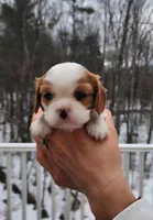Quinn, a female Cavalier King Charles Spaniel for sale in Belmont, NH – Photo 1 of 4