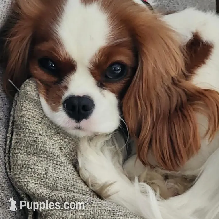 Quinn, a female Cavalier King Charles Spaniel for sale in Belmont, NH – Photo 4 of 4