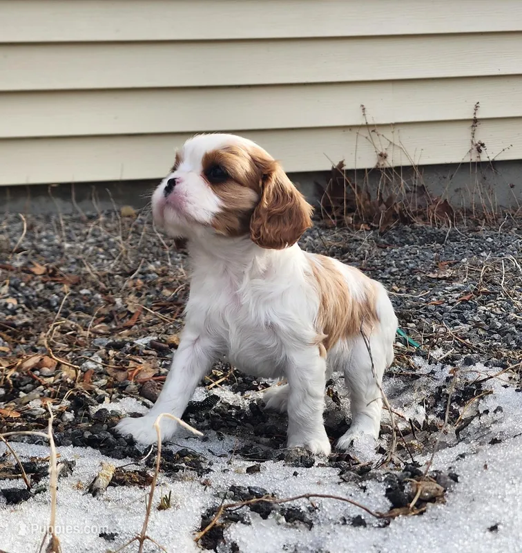 Quinn – Cavalier King Charles Spaniel puppy for sale in Belmont, NH