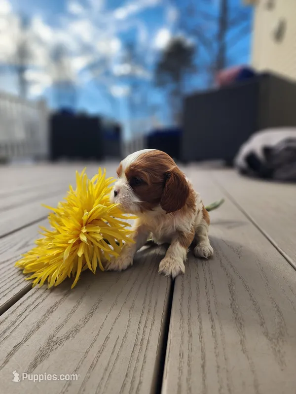 Jasmine – Cavalier King Charles Spaniel puppy for sale in Belmont, NH