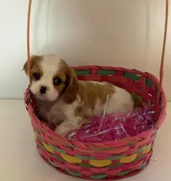 Quinn, a female Cavalier King Charles Spaniel for sale in Belmont, NH – Photo 1 of 5
