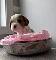 Quinn, a female Cavalier King Charles Spaniel for sale in Belmont, NH – Photo 2 of 4