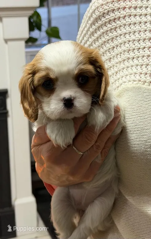 Quinn – Cavalier King Charles Spaniel puppy for sale in Belmont, NH
