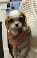 Quinn, a female Cavalier King Charles Spaniel for sale in Belmont, NH – Photo 4 of 5