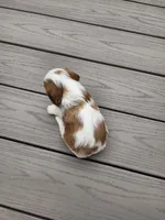 Quinn, a female Cavalier King Charles Spaniel for sale in Belmont, NH – Photo 3 of 4