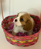 Quinn, a female Cavalier King Charles Spaniel for sale in Belmont, NH – Photo 2 of 5
