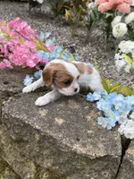 Max AKC, a male Cavalier King Charles Spaniel for sale in Belmont, NH – 2 of 6