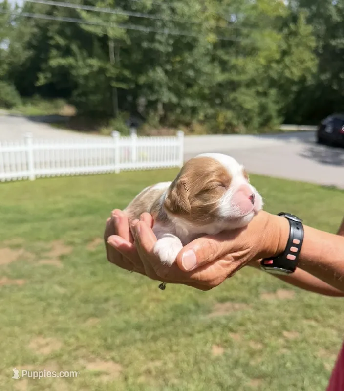 Cooper – Cavalier King Charles Spaniel puppy for sale in Belmont, NH