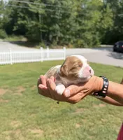 Cooper, a male Cavalier King Charles Spaniel for sale in Belmont, NH – 1 of 2