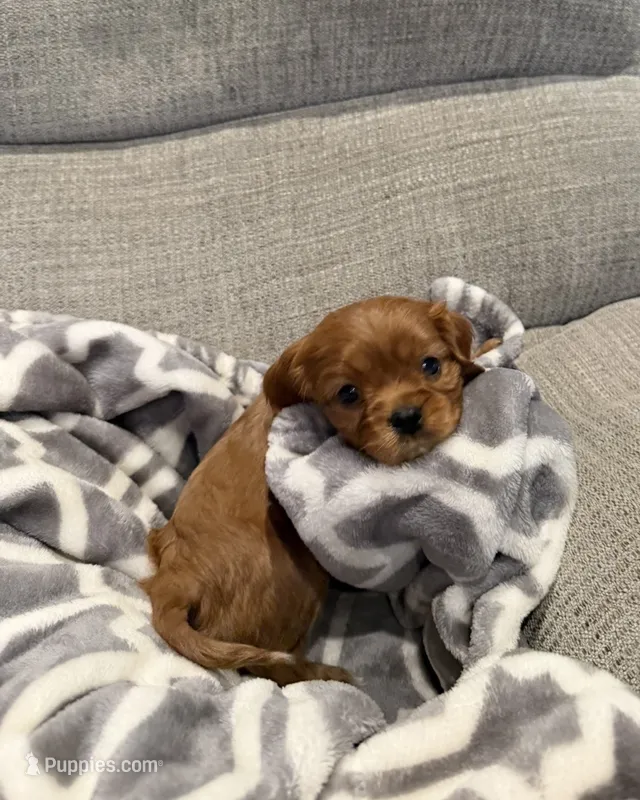 Maple AKC – Cavalier King Charles Spaniel puppy for sale in Belmont, NH