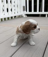 Benny AKC, a male Cavalier King Charles Spaniel for sale in Belmont, NH – 3 of 6
