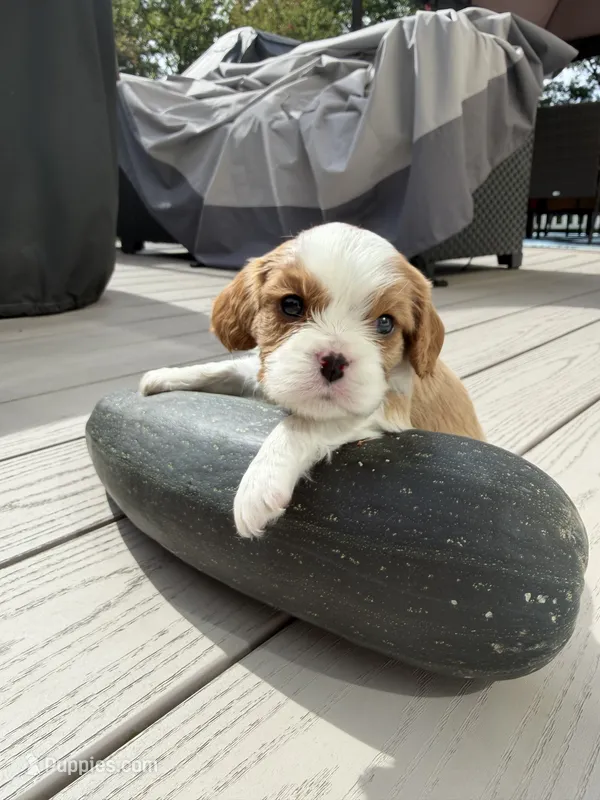 Finn – Cavalier King Charles Spaniel puppy for sale in Belmont, NH