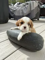 Finn ACK, a male Cavalier King Charles Spaniel for sale in Belmont, NH – 4 of 7