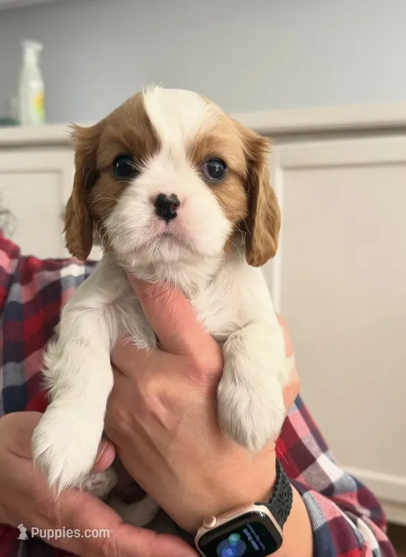 Molly AKC – Cavalier King Charles Spaniel puppy for sale in Belmont, NH