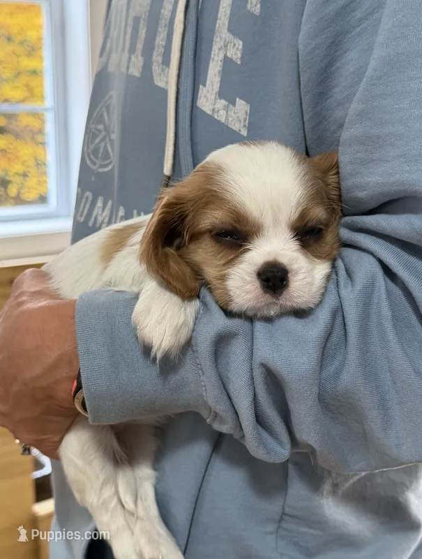 Jasmine AKC – Cavalier King Charles Spaniel puppy for sale in Belmont, NH