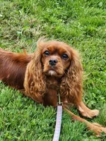 Chloe, a female Cavalier King Charles Spaniel for sale in Belmont, NH – Photo 4 of 4