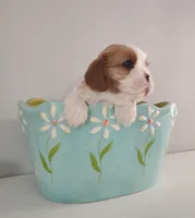 Lilly, a female Cavalier King Charles Spaniel for sale in Belmont, NH – Photo 1 of 4