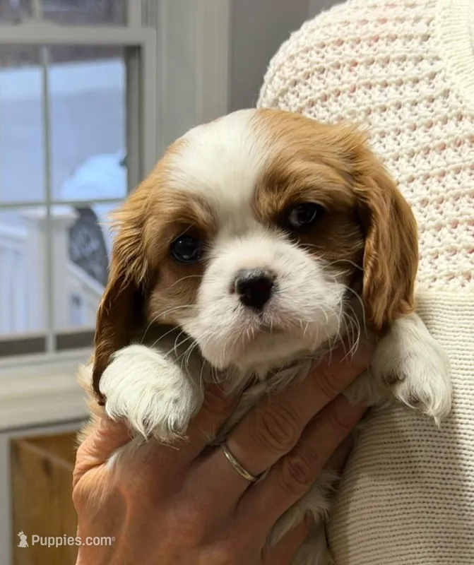 Lilly – Cavalier King Charles Spaniel puppy for sale in Belmont, NH