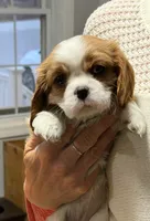 Lilly, a female Cavalier King Charles Spaniel for sale in Belmont, NH – Photo 2 of 6