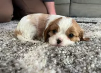 Lilly, a female Cavalier King Charles Spaniel for sale in Belmont, NH – Photo 5 of 6