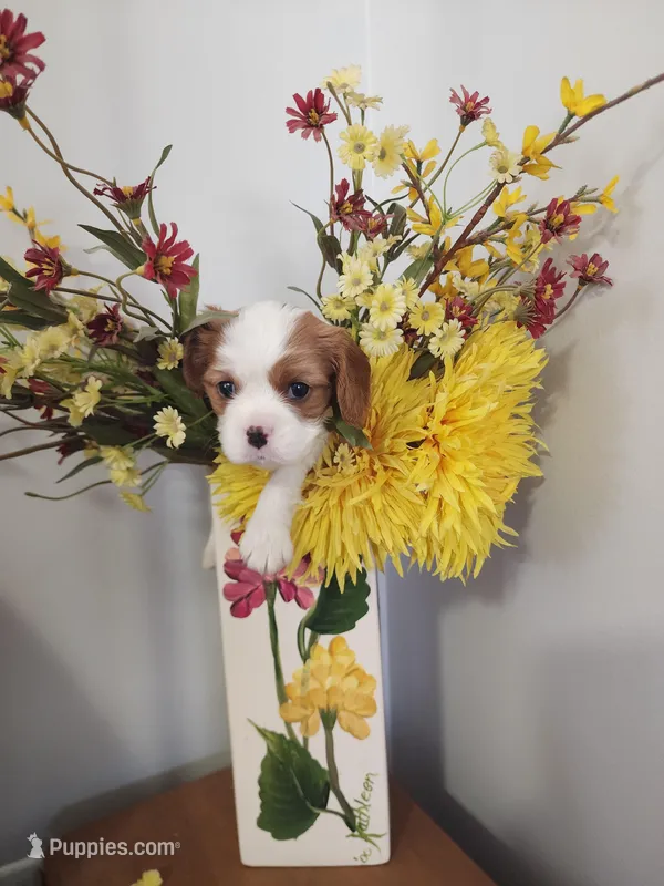 Chloe – Cavalier King Charles Spaniel puppy for sale in Belmont, NH