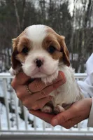 Lilly, a female Cavalier King Charles Spaniel for sale in Belmont, NH – Photo 2 of 4