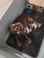 Chloe, a female Cavalier King Charles Spaniel for sale in Belmont, NH – Photo 3 of 4