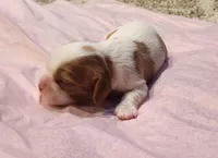 Chloe, a female Cavalier King Charles Spaniel for sale in Belmont, NH – Photo 1 of 4