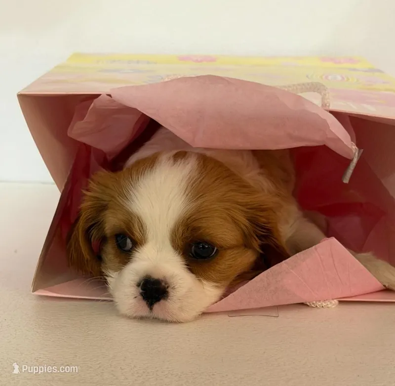 Lilly – Cavalier King Charles Spaniel puppy for sale in Belmont, NH