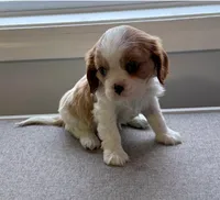 Lilly, a female Cavalier King Charles Spaniel for sale in Belmont, NH – Photo 3 of 6