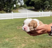 Teddy, a male Cavalier King Charles Spaniel for sale in Belmont, NH – 1 of 2