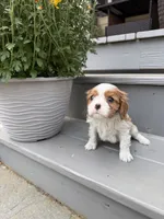 Cooper AKC, a male Cavalier King Charles Spaniel for sale in Belmont, NH – 3 of 6