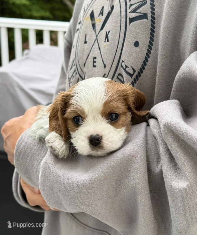 Benny AKC – Cavalier King Charles Spaniel puppy for sale in Belmont, NH