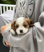 Benny AKC, a male Cavalier King Charles Spaniel for sale in Belmont, NH – 1 of 6