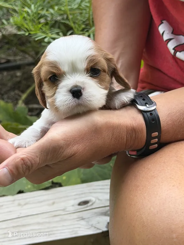 Jasmine AKC – Cavalier King Charles Spaniel puppy for sale in Belmont, NH