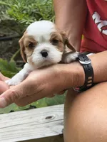Jasmine AKC, a female Cavalier King Charles Spaniel for sale in Belmont, NH – 1 of 4