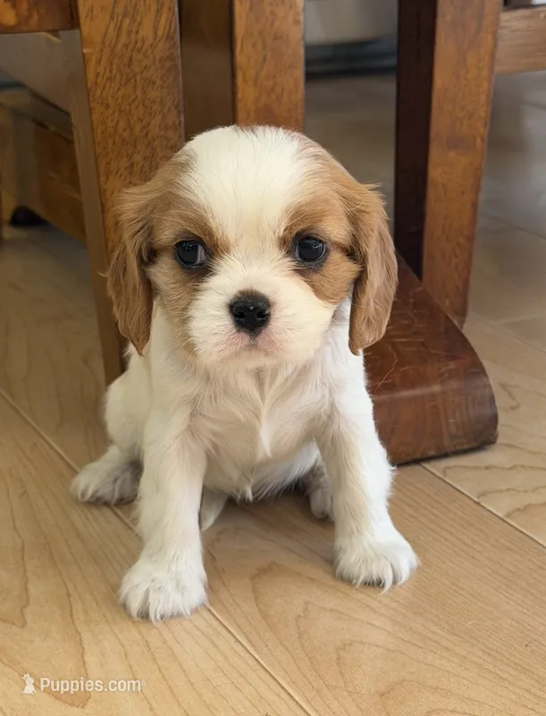 Jasmine AKC – Cavalier King Charles Spaniel puppy for sale in Belmont, NH