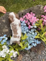 Max AKC, a male Cavalier King Charles Spaniel for sale in Belmont, NH – 3 of 6
