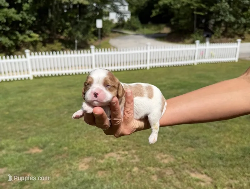 Max – Cavalier King Charles Spaniel puppy for sale in Belmont, NH