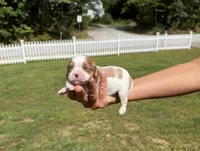 Max, a male Cavalier King Charles Spaniel for sale in Belmont, NH – 1 of 2