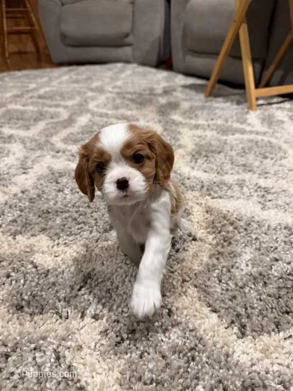 Cooper AKC – Cavalier King Charles Spaniel puppy for sale in Belmont, NH