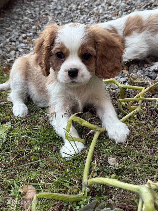 Teddy AKC – Cavalier King Charles Spaniel puppy for sale in Belmont, NH